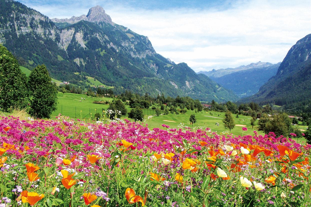 Blumenwiese GC Bludenz