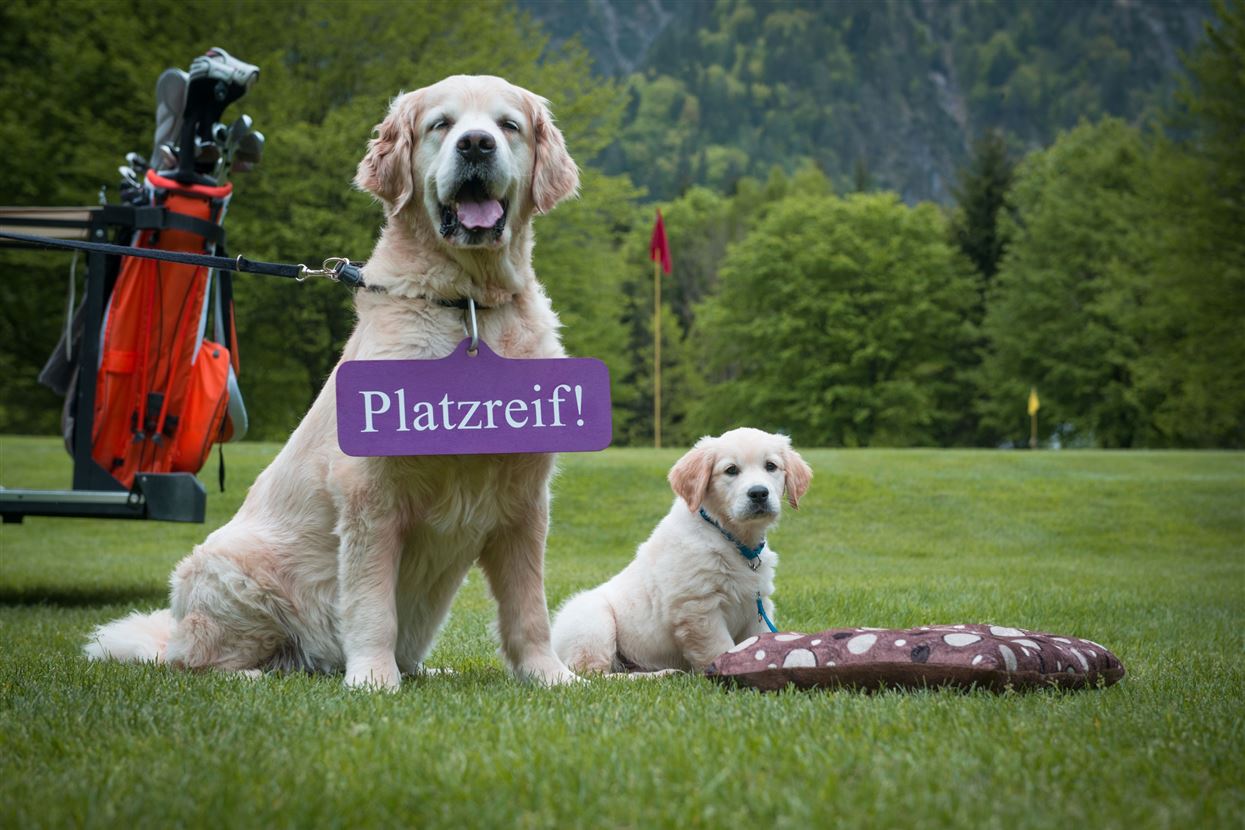 Golf und Hund