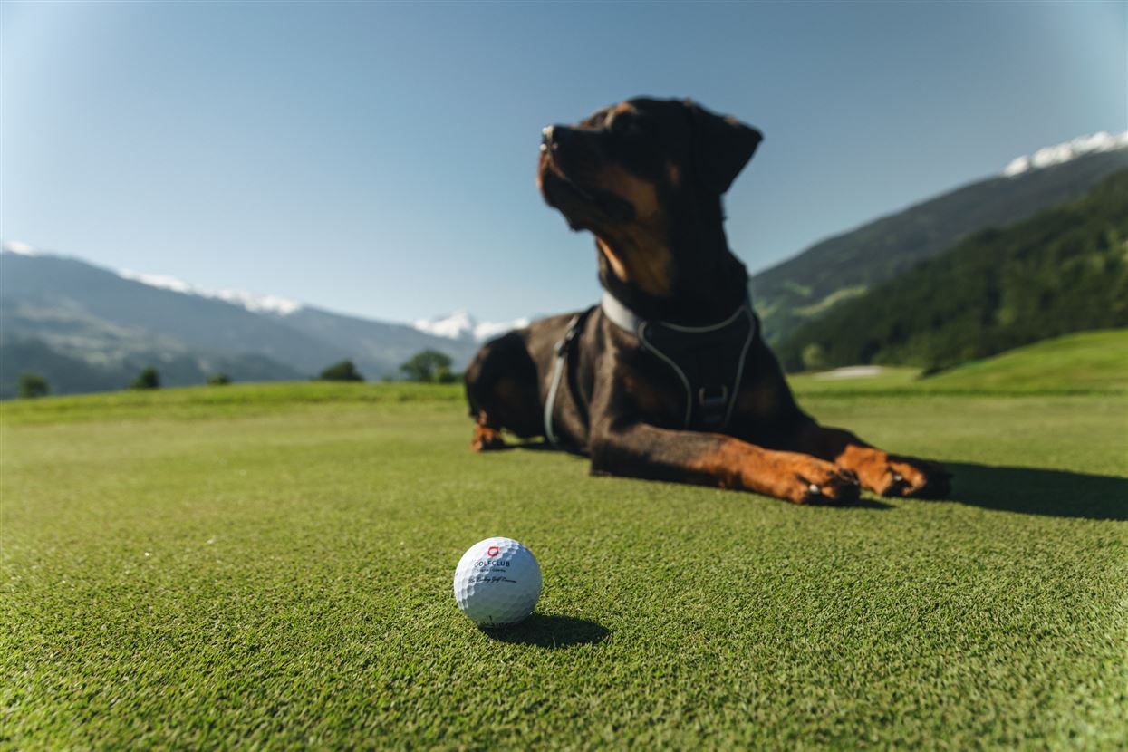 Golf mit Hund GC Zilleral