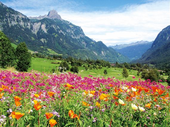 Blumenwiese GC Bludenz