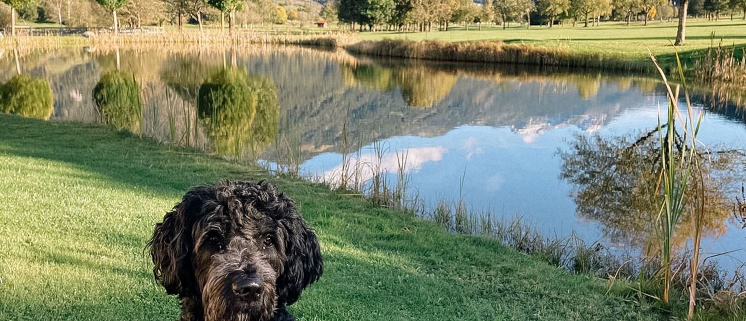 Hund-am-Golfplatz-2.jpg