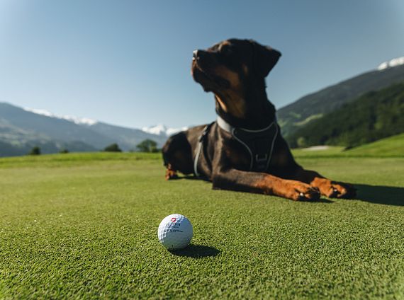 GolfmitHund-5.jpg