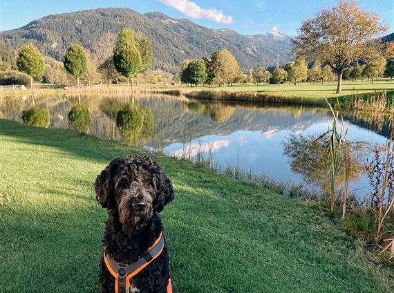 Hund-am-Golfplatz-2.jpg