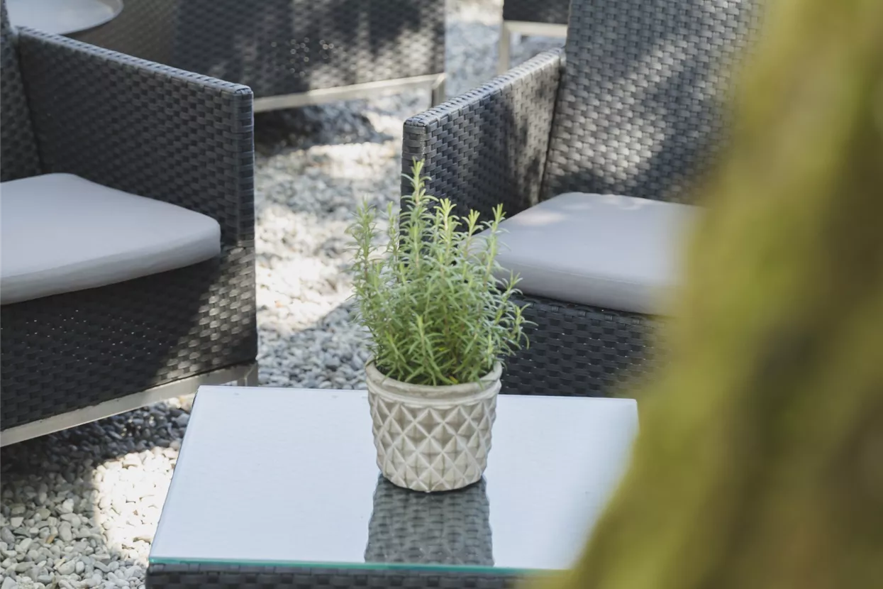 Lounge Terrasse Baum.jpg