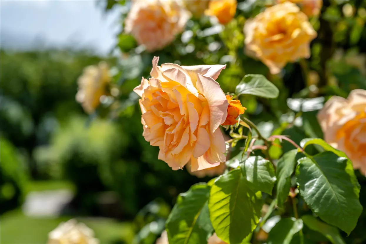 Rosen, Gartenhotel Crystal