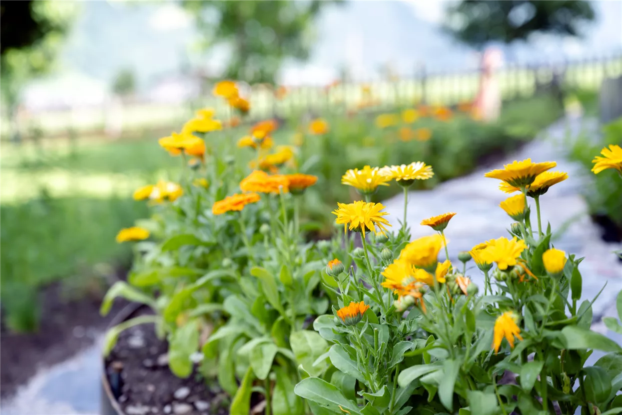 Blumen im Gartenhotel