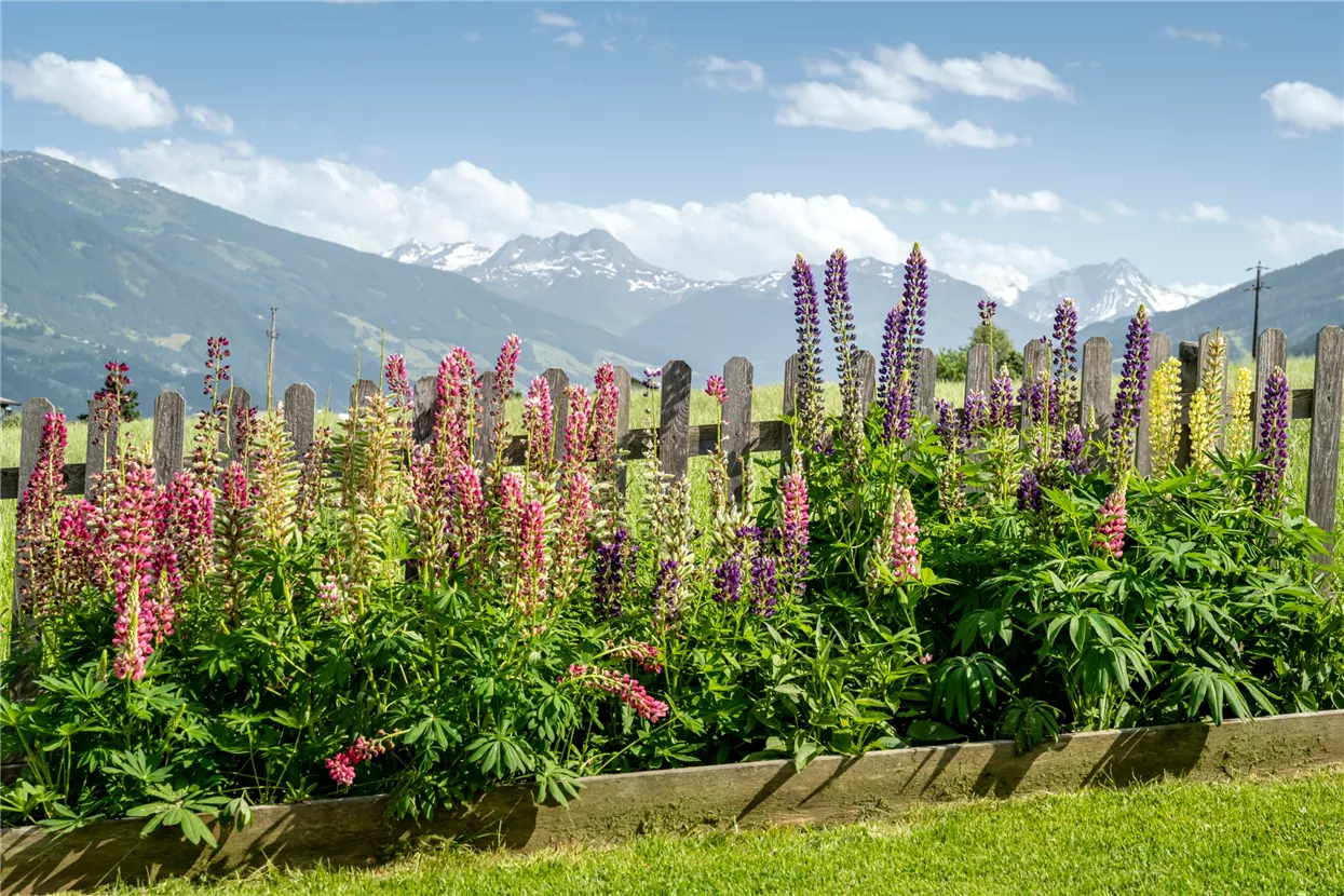 Blumen mit Bergpanorama