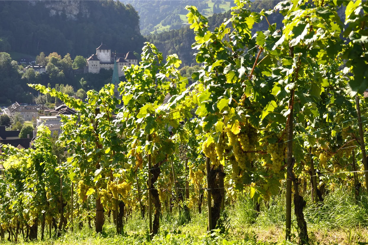 Weinreben